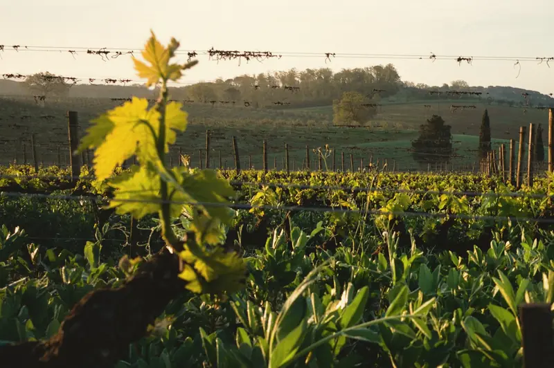 New spring shoots on a row of young vines