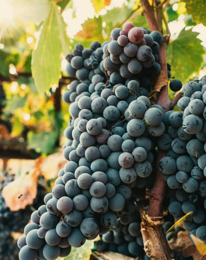 A heavy bunch of dark red grapes in late afternoon light