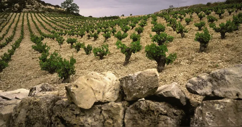 Rows of low bush vines on pale chalky soil behind a dry-stone wall