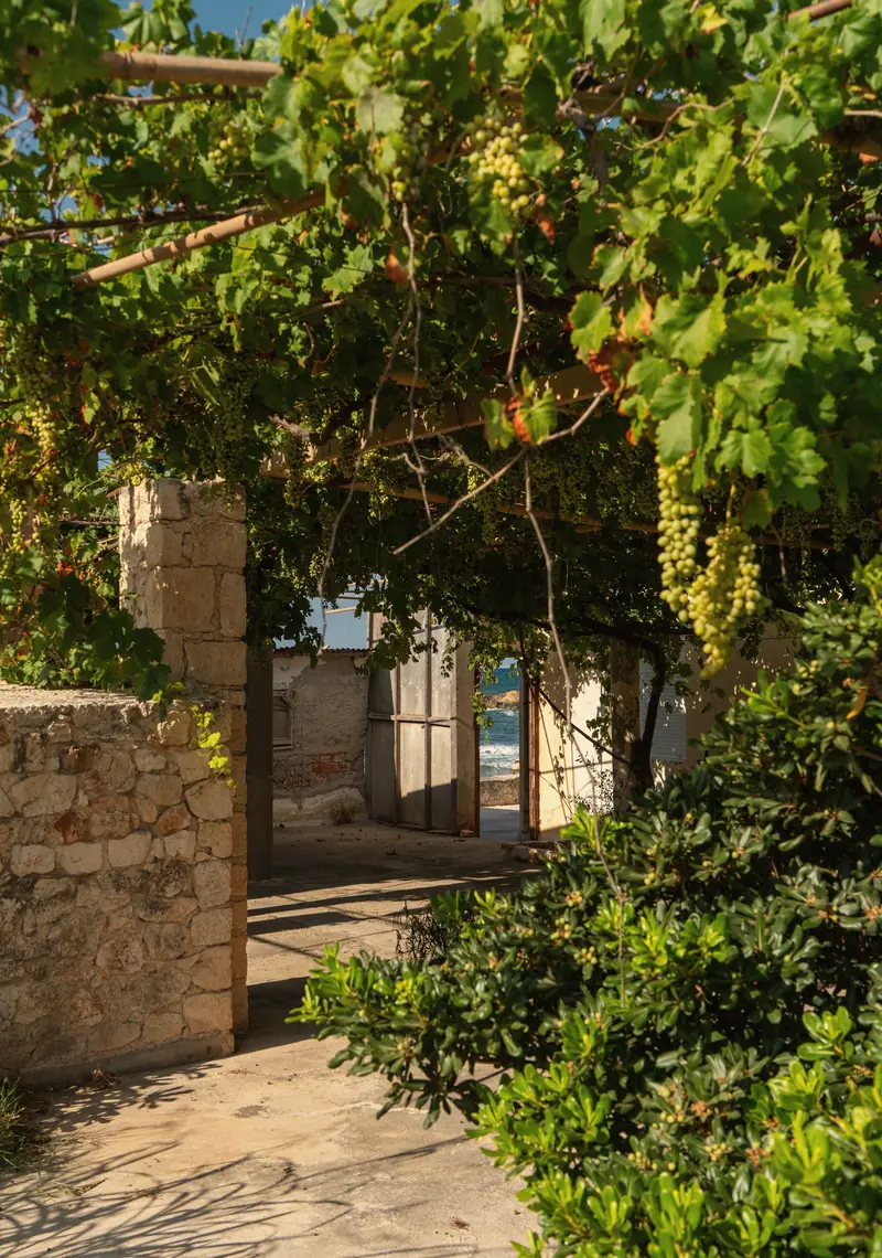 A stone courtyard under a vine pergola heavy with grapes