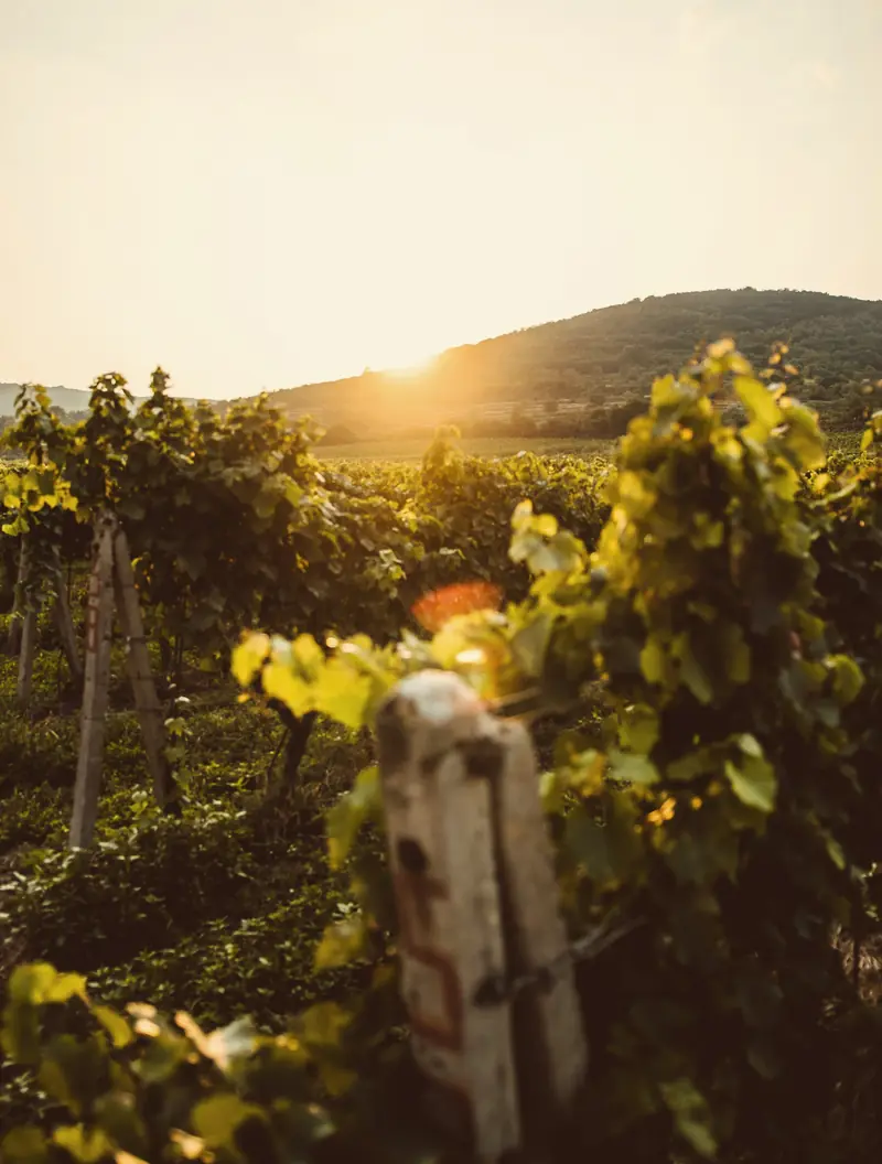 Late sun over a row of vines and a wooden post