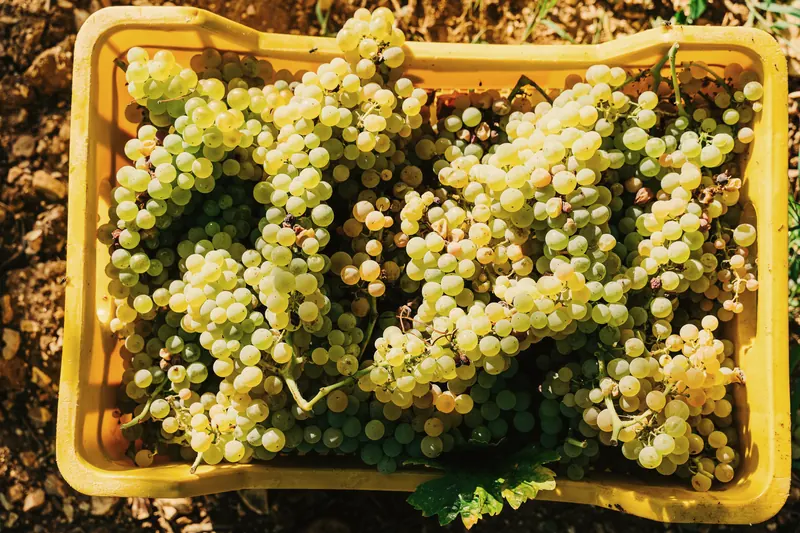 A crate of white grapes just picked, seen from above