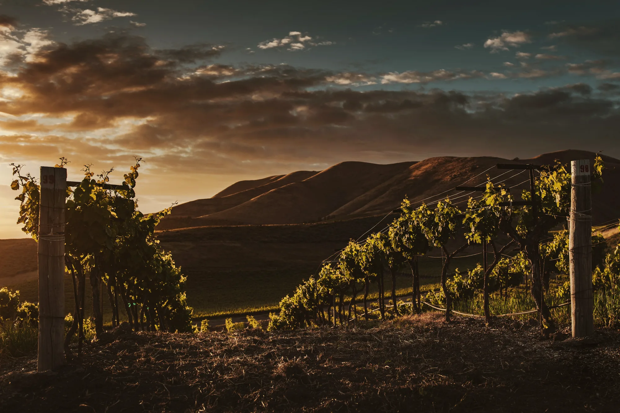 Evening light over vine rows and bare hills, with the mountains behind