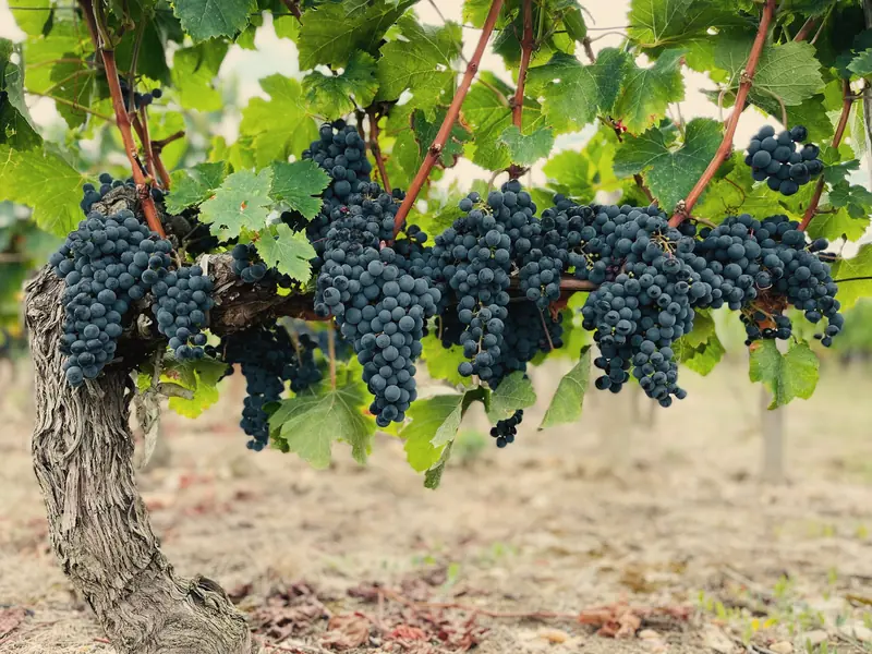 Dark bunches hanging from an old, twisted vine