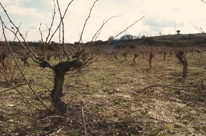 Bush vines pruned for winter in Lofou, a Limassol wine village, in January
