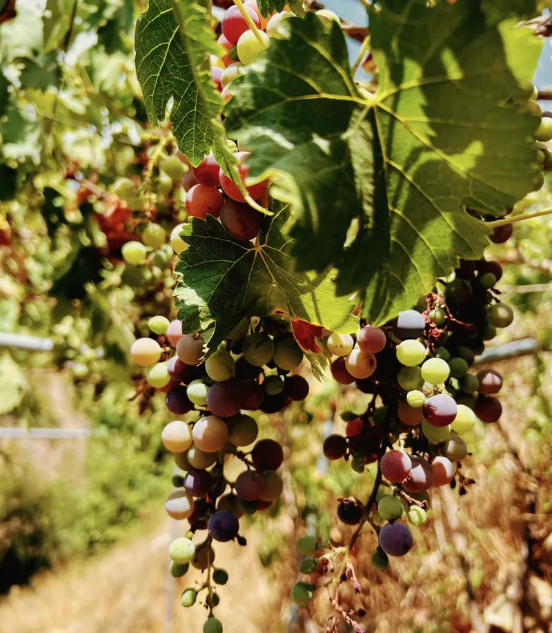 Bunches of red grapes half way through changing colour