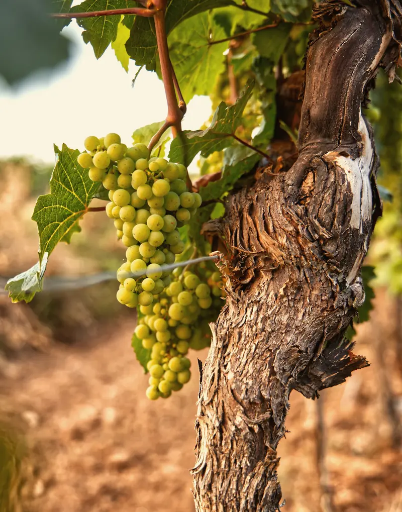 An old vine trunk with a bunch of green-gold white grapes