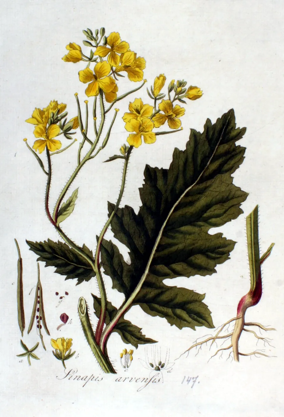 Hand-coloured botanical engraving of wild mustard, with yellow flowers, a large leaf and the root